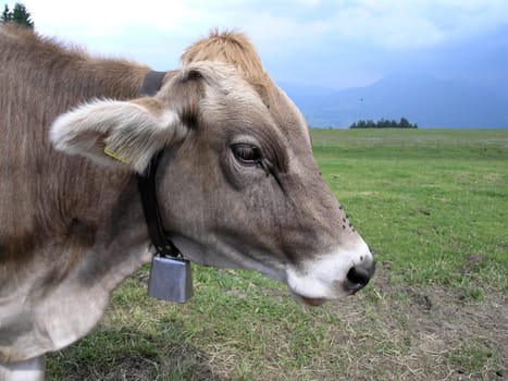 Cow on the mountain pasture
