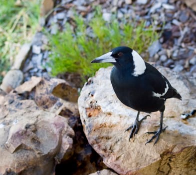 australian magpie Gymnorhina tibicen