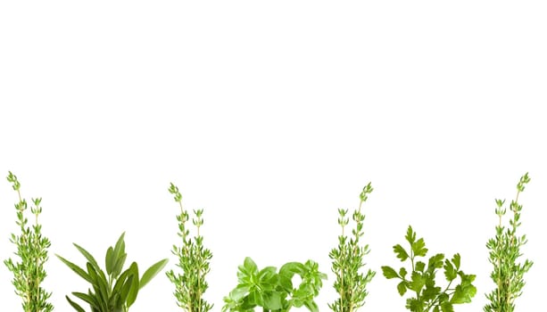 organic herb border