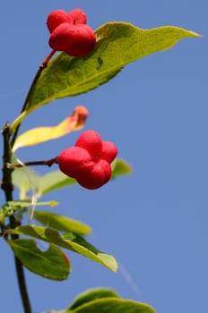 Velvet Haired Stink Ash - Tetradium daniellii