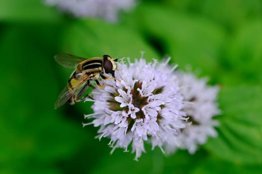 Common sun fly - Helophilus pendulus