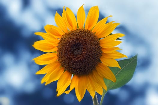 the sun is blooming