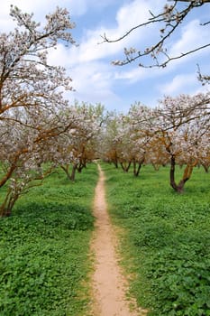 blooming almond trees