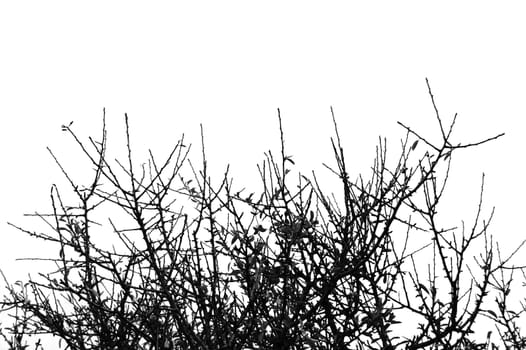 branches detail