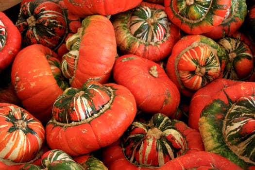 Pumpkin harvest