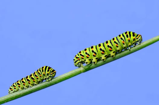 Caterpillar