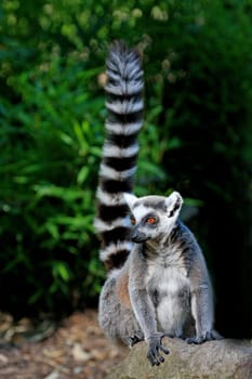 LemurPortrait