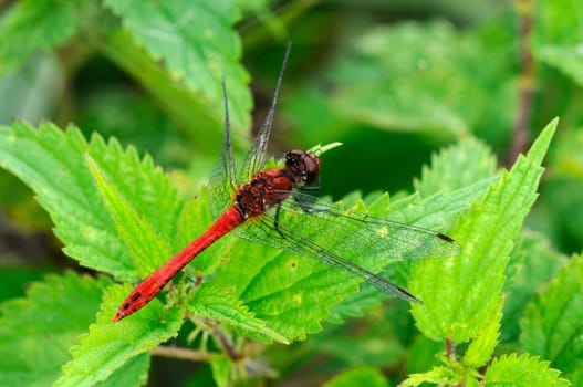 Crimson Heath Dragonfly - Sympetrum sanguineum