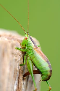 Spotted grasshopper - Leptophyes-punctatissima