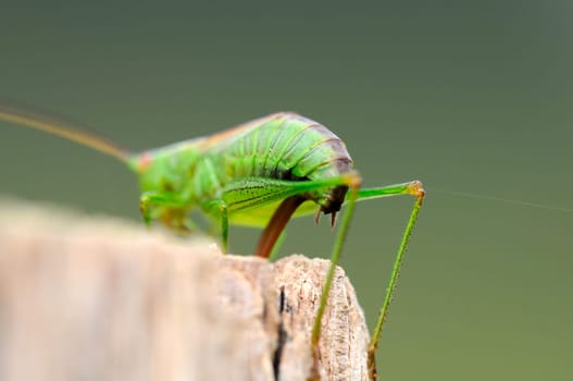Spotted grasshopper - Leptophyes-punctatissima