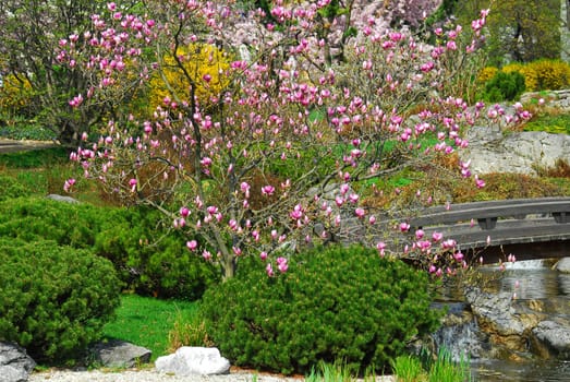 Recreation in spring