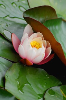 The Water Lily
