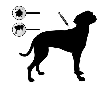Dog gets vaccination against fleas and ticks