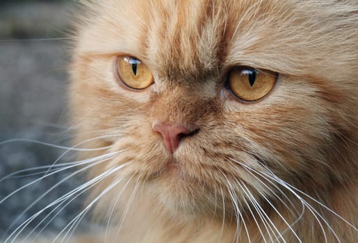 Persian tomcat