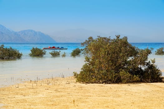 Mangrove Coast