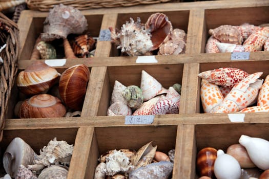 Collection of shells at the flea market