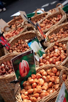 Baskets of tulip bulbs on the junk