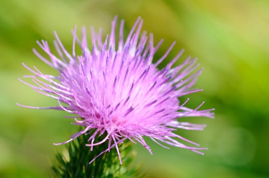 Common thistle - Cirsium vulgare