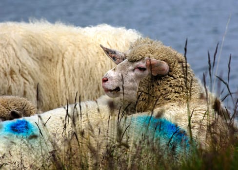 Resting sheep ruminating