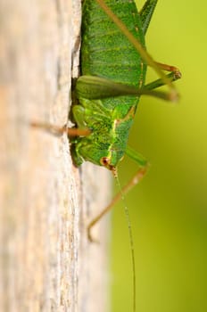 Spotted grasshopper - Leptophyes-punctatissima