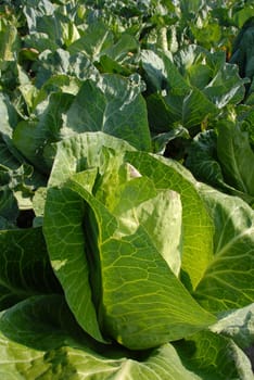 Pointed cabbage