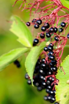 Black Elderberry - Sambucus