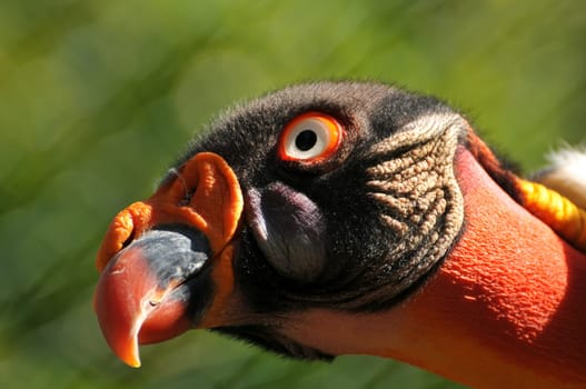 King vulture with olfactory organ on its beak.