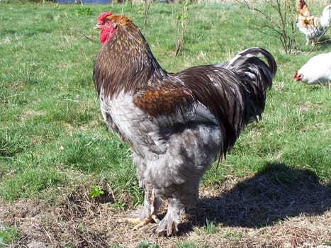 a Brahma