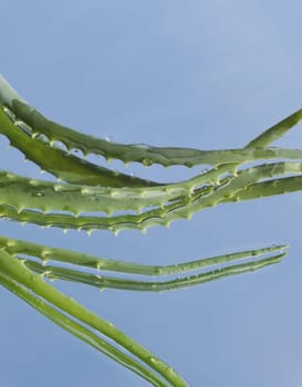 Leaf of aloe over blue background
