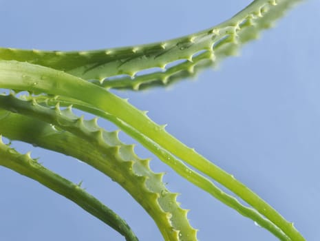 Leaf of aloe over blue background