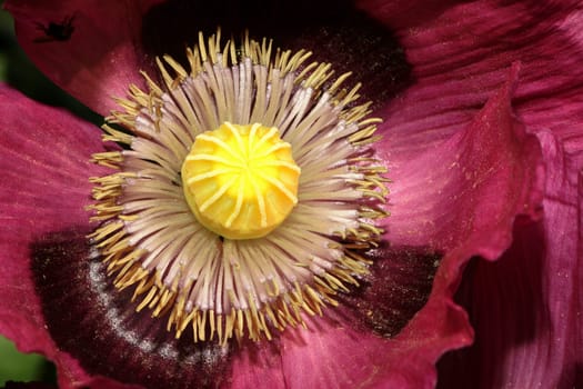 Interior of a flower of Papaver somniferum