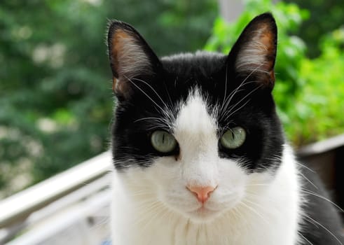 Sweet tomcat