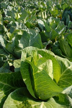 Pointed cabbage field