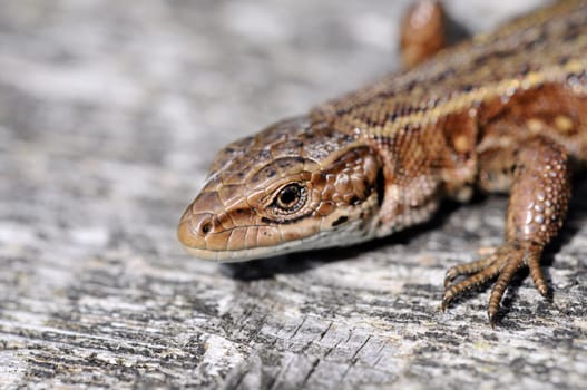 Wood lizard - Zootoca-vivipara