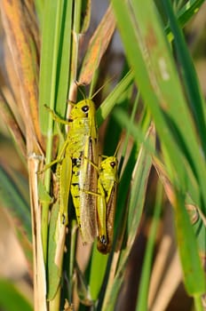 Swamp Grasshopper Pair - Stethophyma grossum