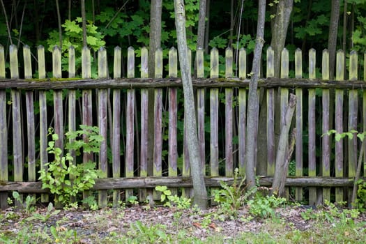 Old wooden garden fence in cottage garden
