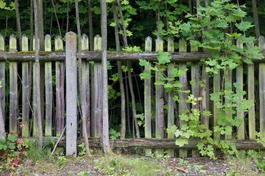 Old wooden garden fence in cottage garden