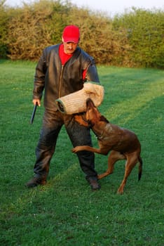 Schutzhund Training
