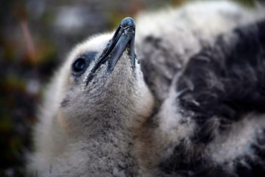 Skua chick