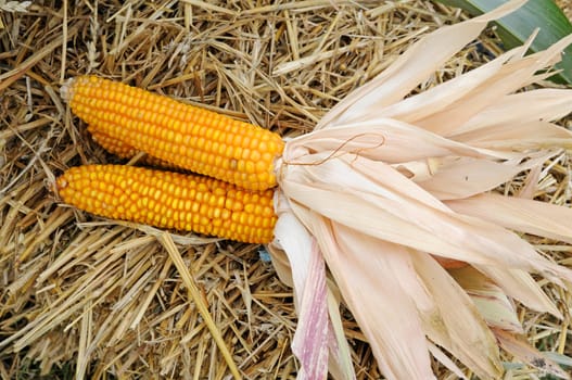 Corncob