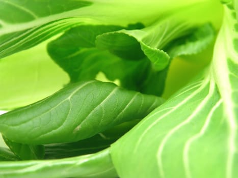 Pak Soi leaves as wallpaper