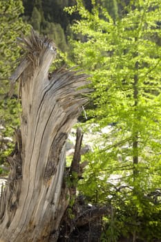 Tree trunk
