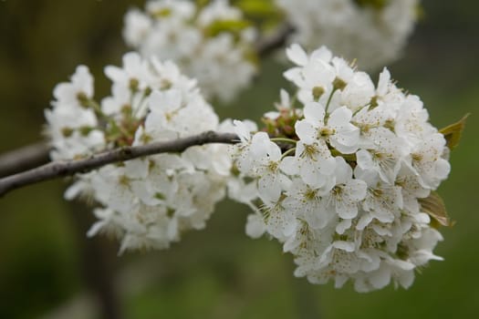 Blossoms Apple Tree