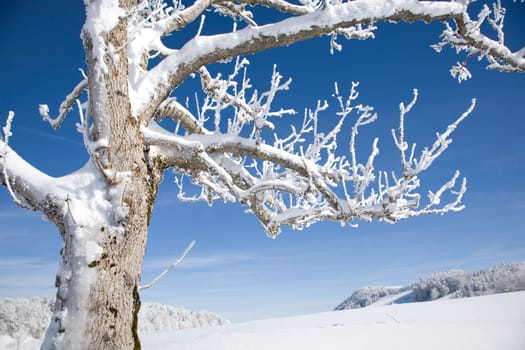 Hoarfrost