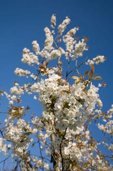 Blossoms Apple Tree