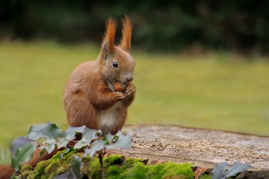 Hazelnut Eater -2-