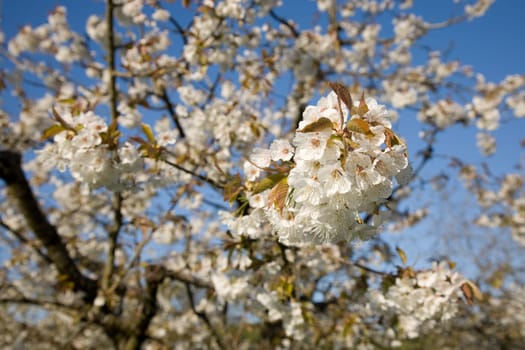 Blossoms Apple Tree