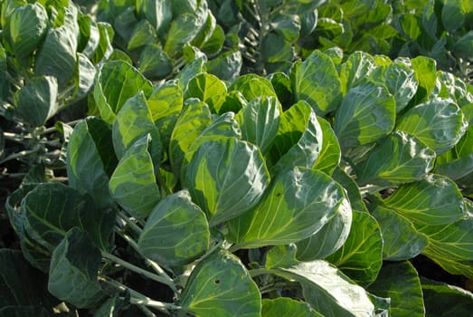 Brussels sprouts