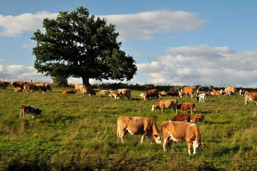 Herd of cows in the evening sun