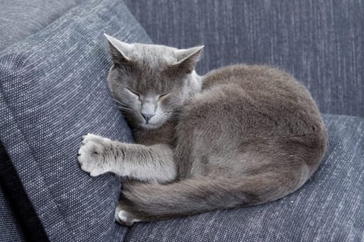 gray cat on a sofa